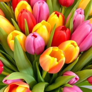 Tulip Bunches