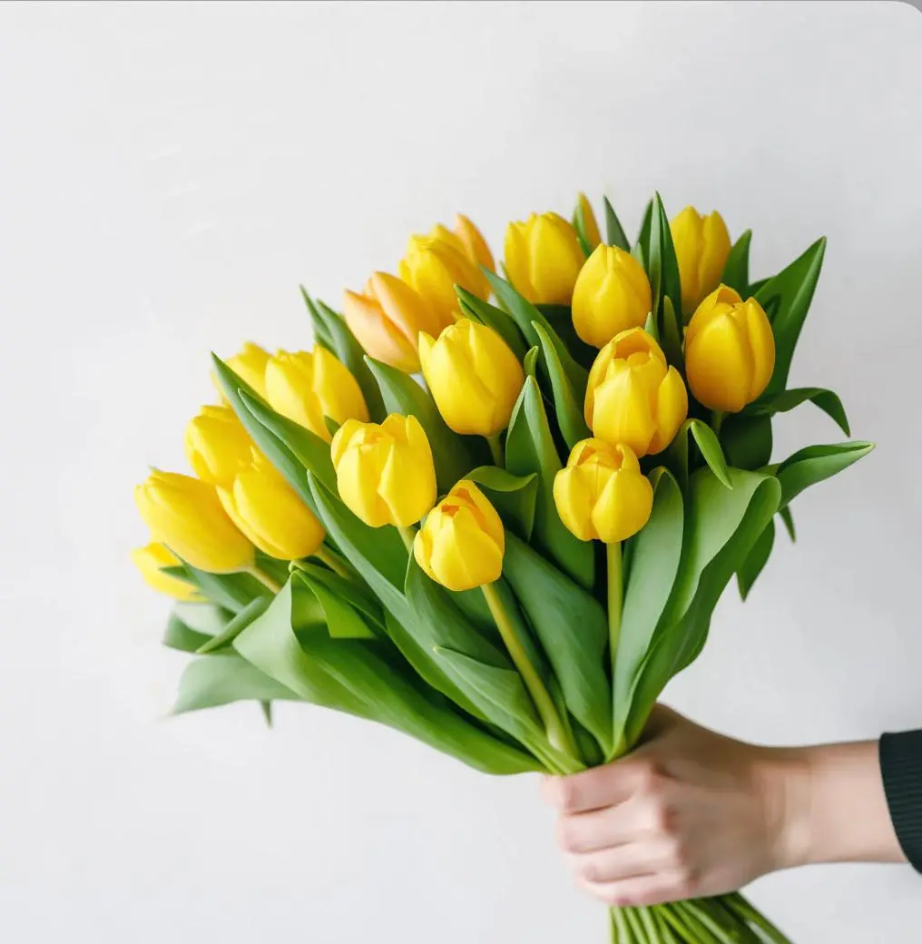 Yellow-Tulip-Bunch Yellow Tulip Bunch